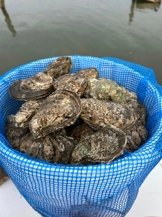 Wild Ones Oysters