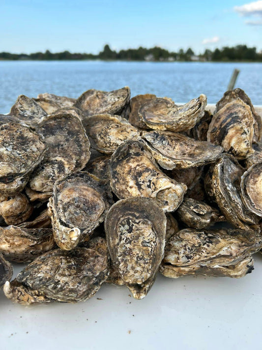 Morratico Bar Oysters